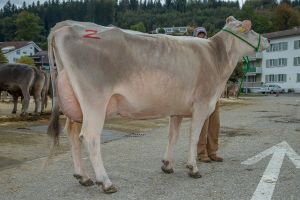 007Bchelers Jolden JANA von WTS-Genetics 2